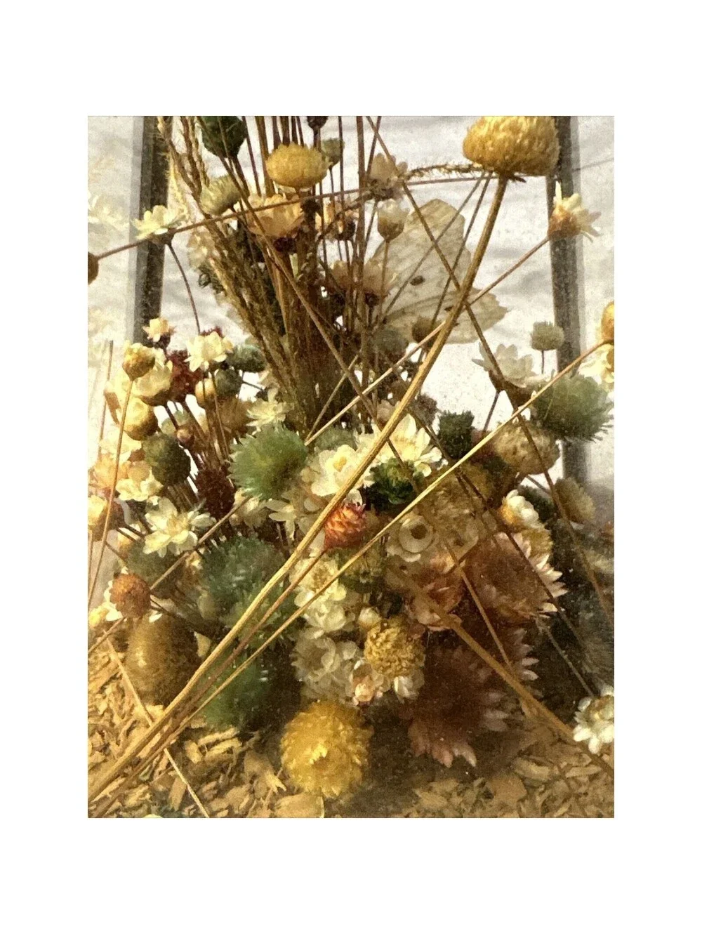 Vintage Dunston Glass Enclosed Dried Butterfly Flower Arrangement Brazil 9x 5